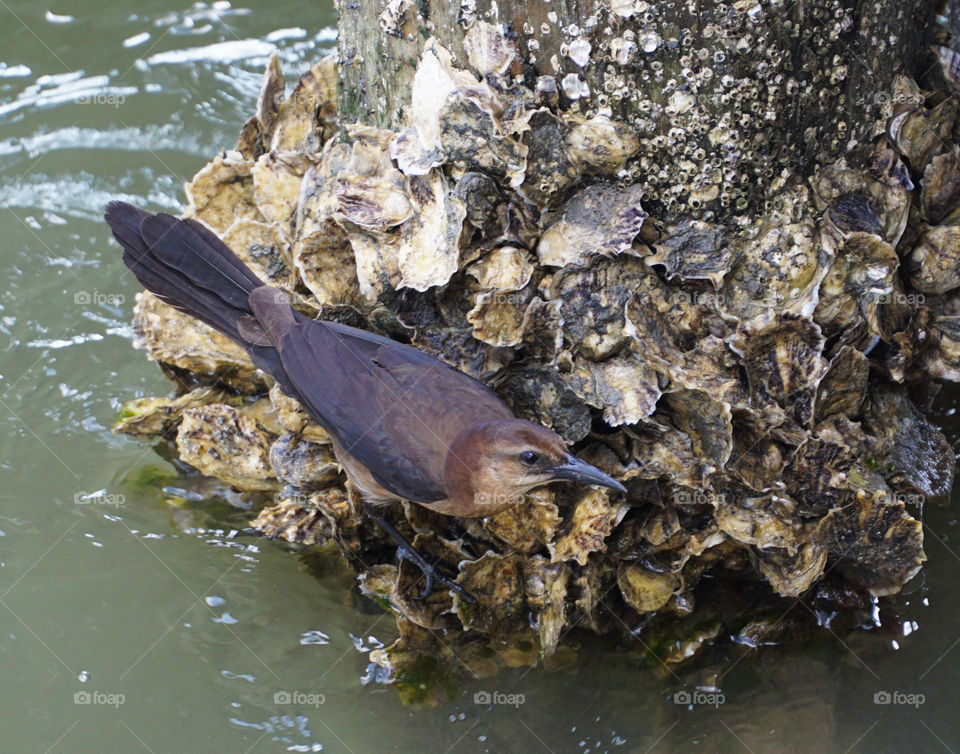 Boat- tailed Grackle