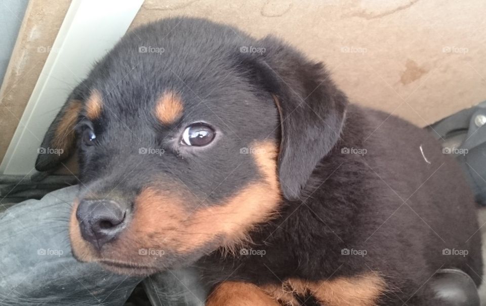 Rottweiler puppy face, look, eyes