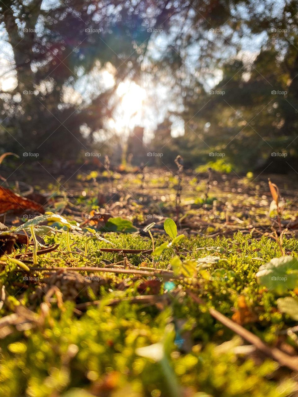 Perfect nature details