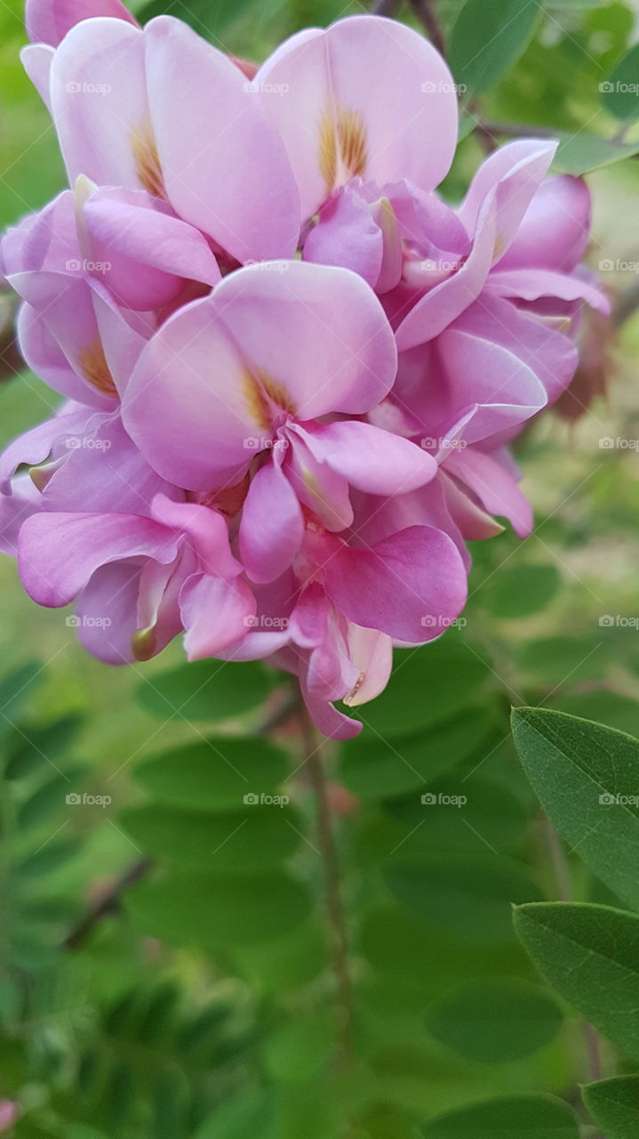 pink acacia flowers closeup