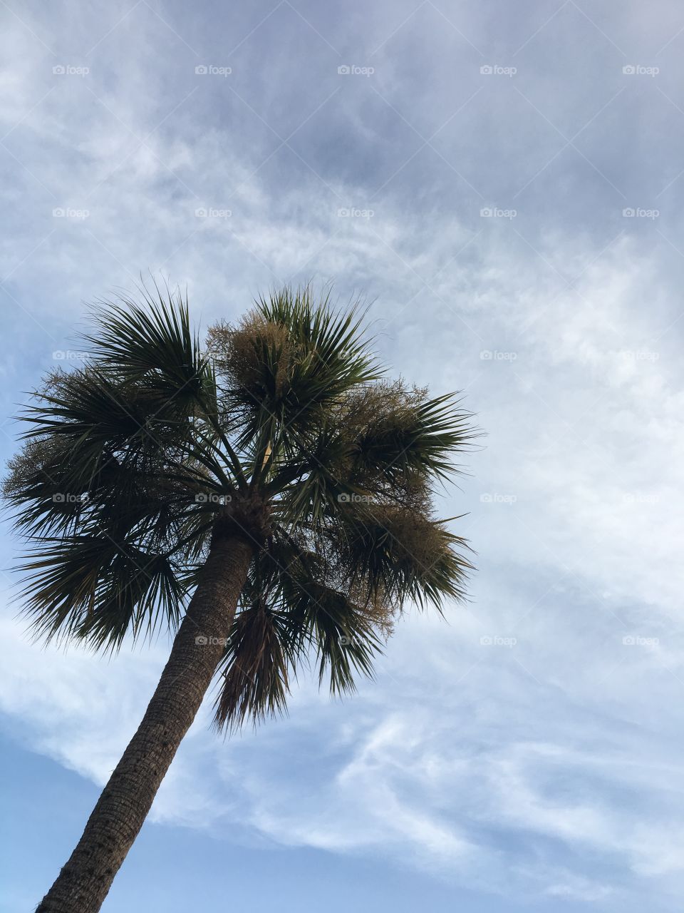 Palm + Clouds