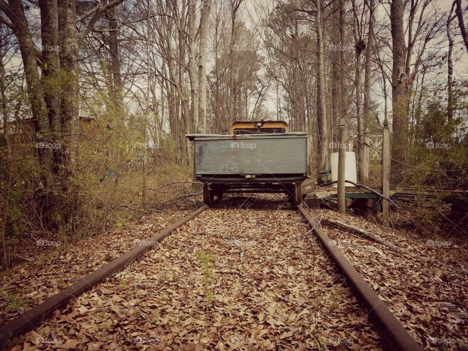 Leaf covered tracks deep in the woods