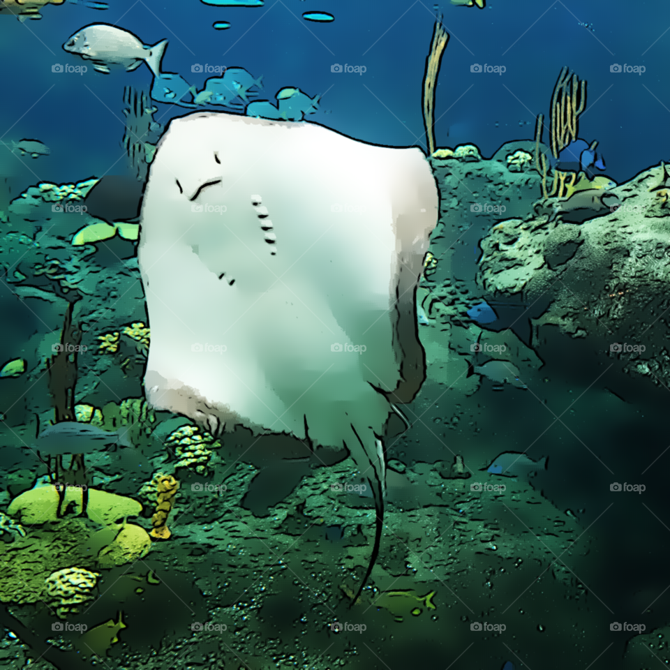 Sting ray in aquarium. 