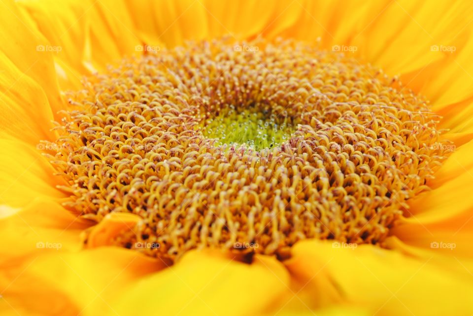 Sunny Sunflower