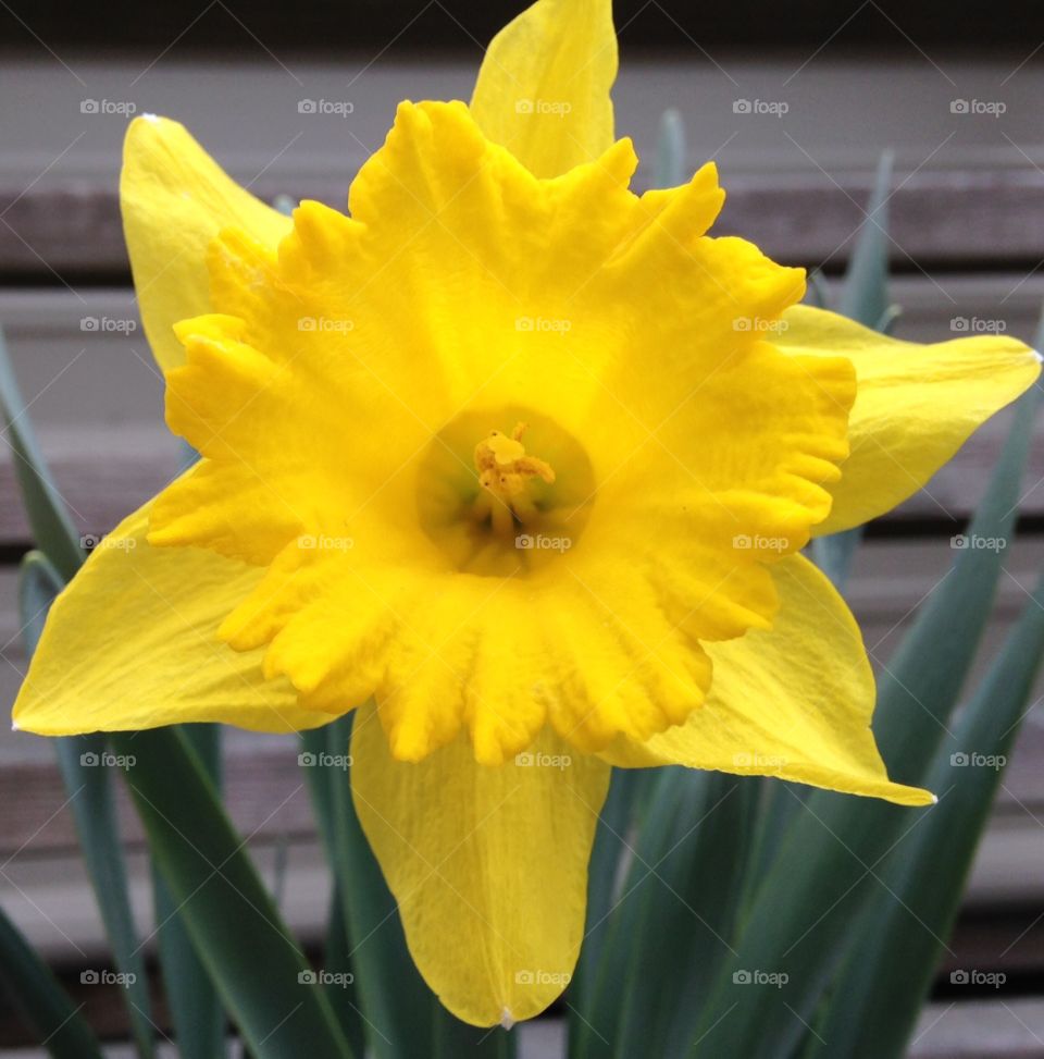 Daffodil . Daffodil