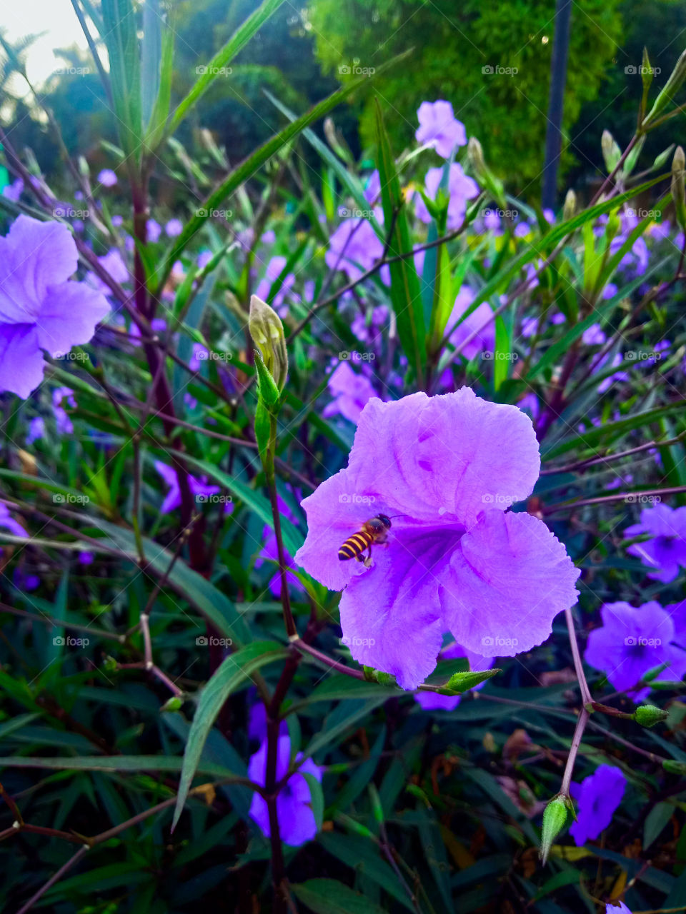 Reullia with its bee