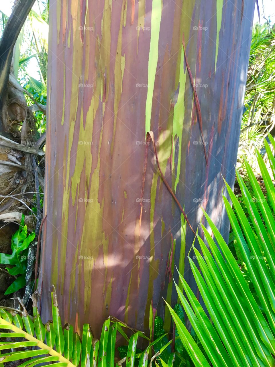 Rainbow eucalyptus tree - incredible!