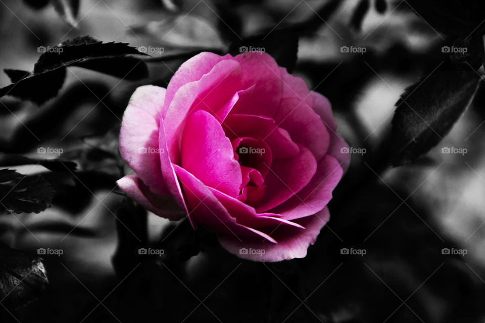 pink black and white pink rose