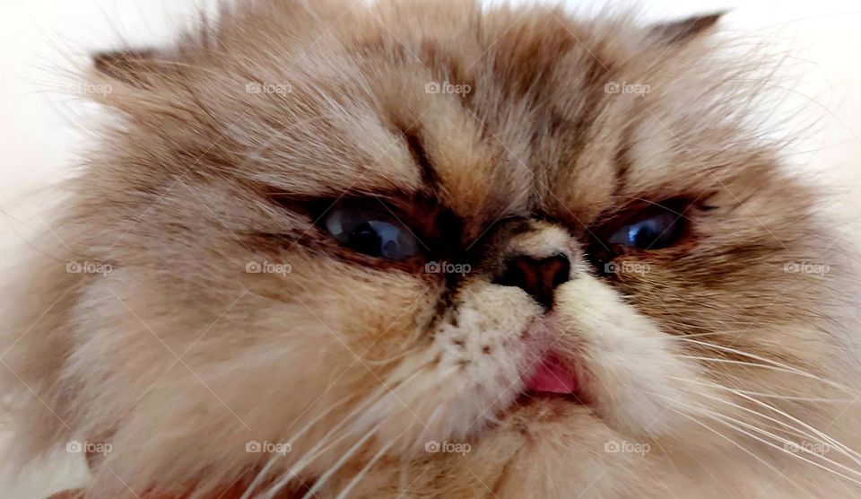 Uma língua felina de fora quer dizer muita coisa, stress, medo, fome...