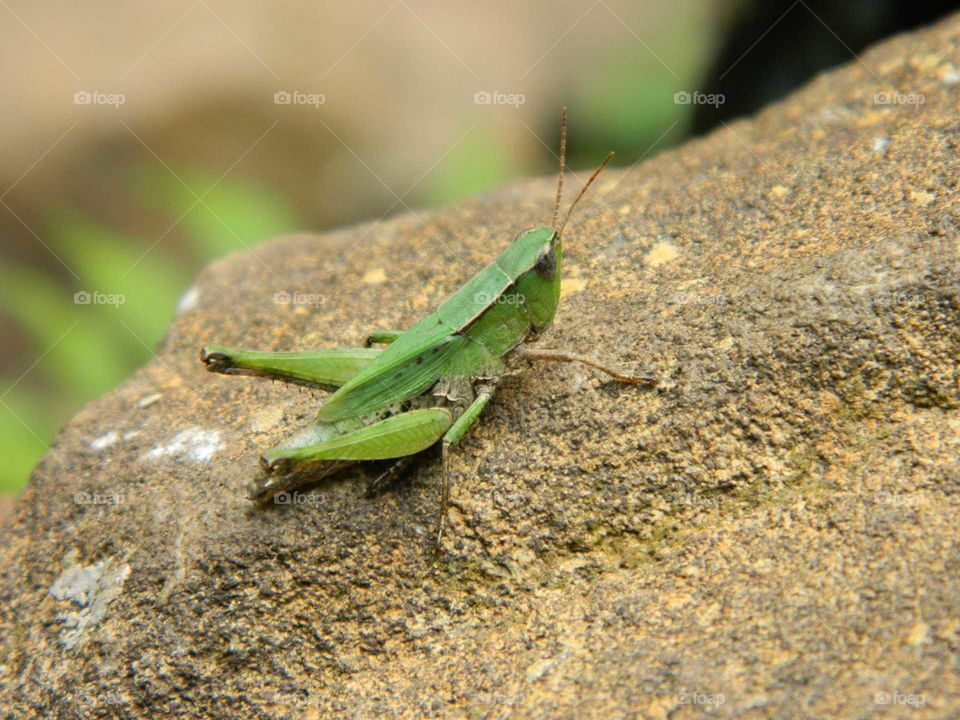 Grasshopper on rock