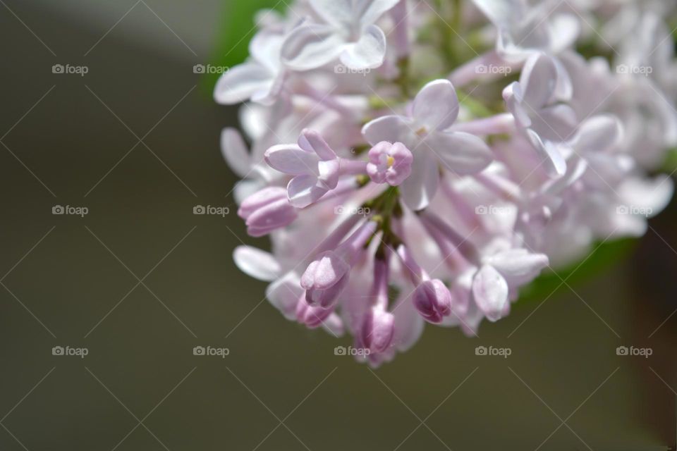 lilac purple flowers beautiful texture close up background