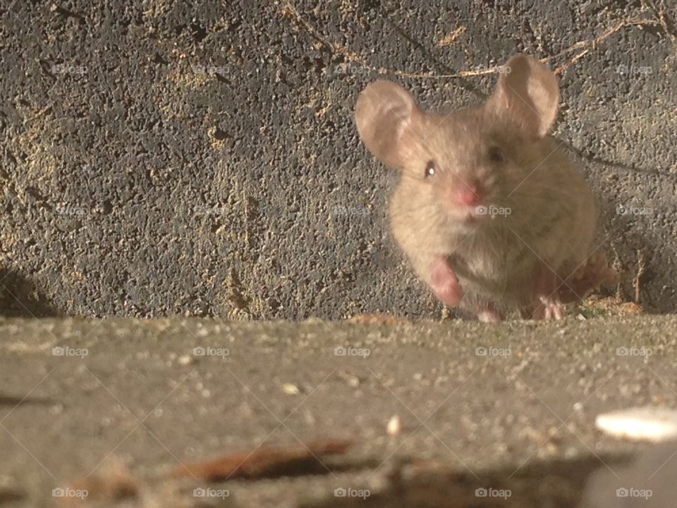 Little house mouse