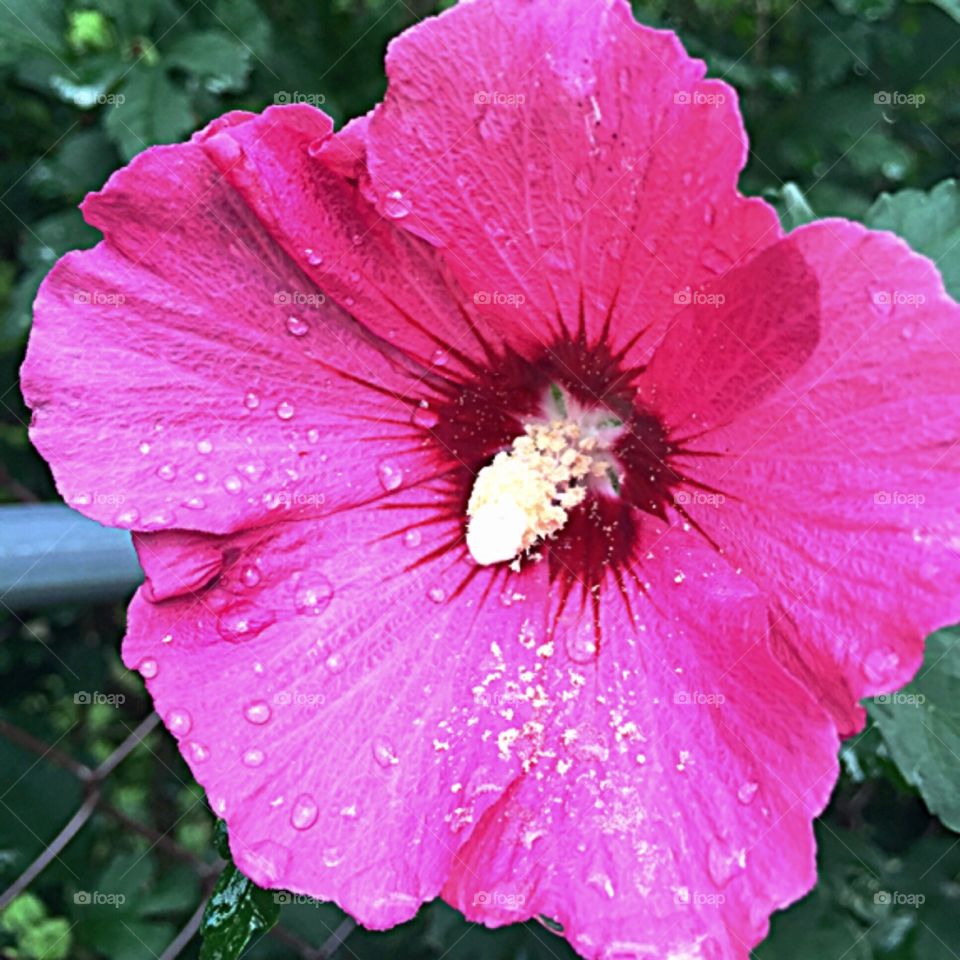 Rain drops on flower