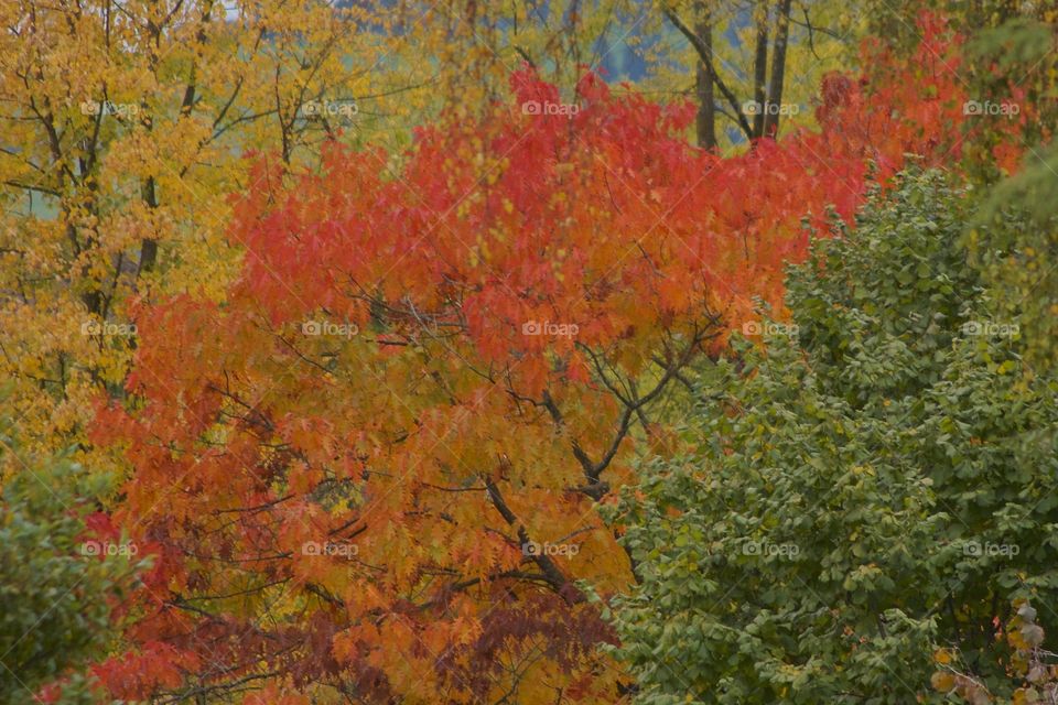 From Green To Yellow. Tree foliage changing from green to yellow