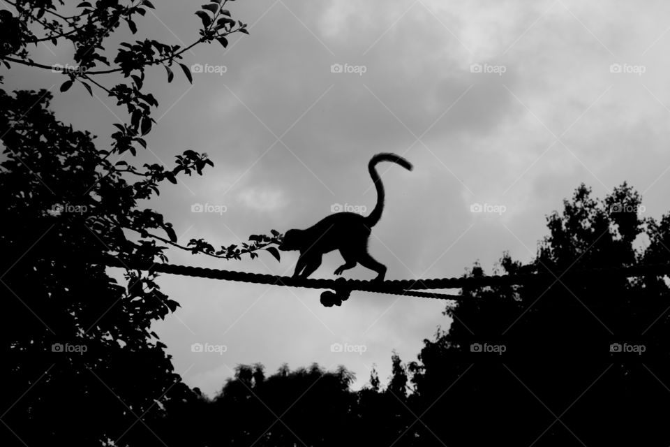 lemur silhouete