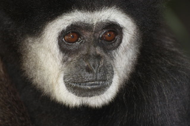 Macaco