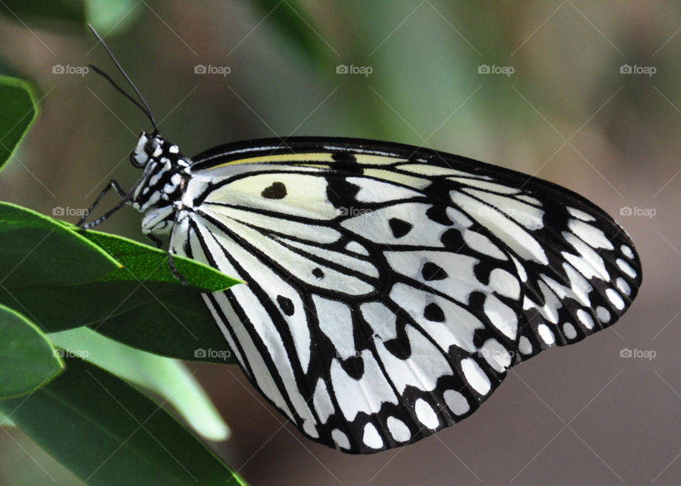 Butterfly closeup 