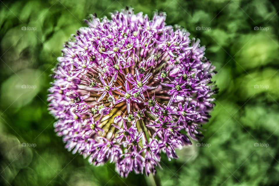 Garlic flower