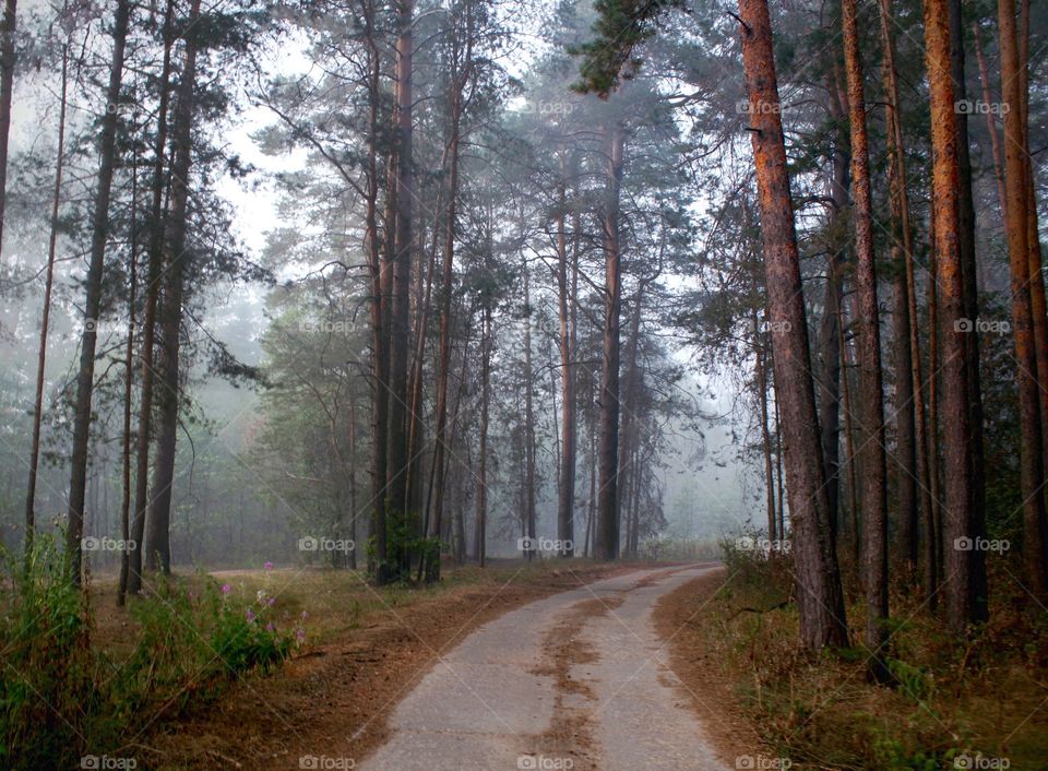 Foggy Road