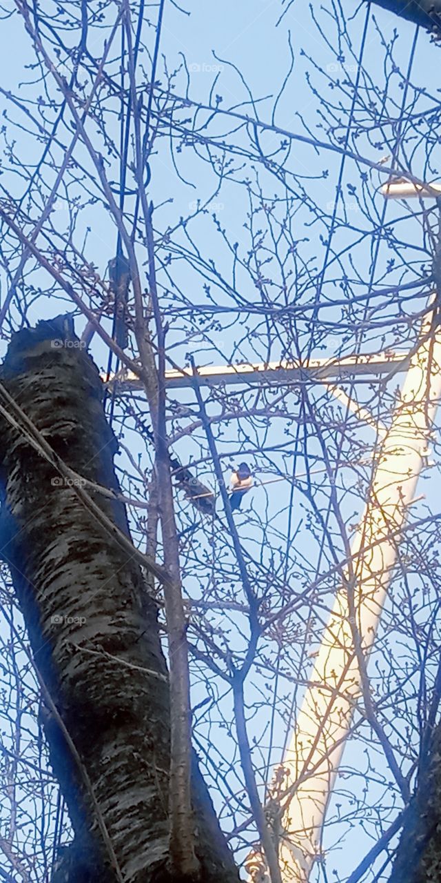 lovely bird on the tree branch.