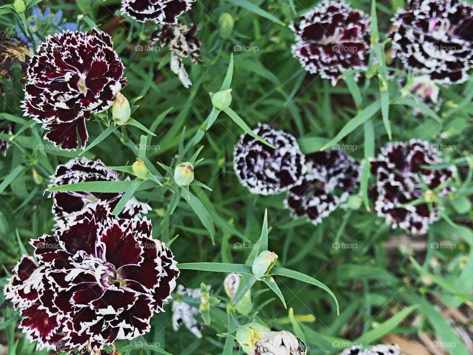 Purple flowers in flower garden. 
