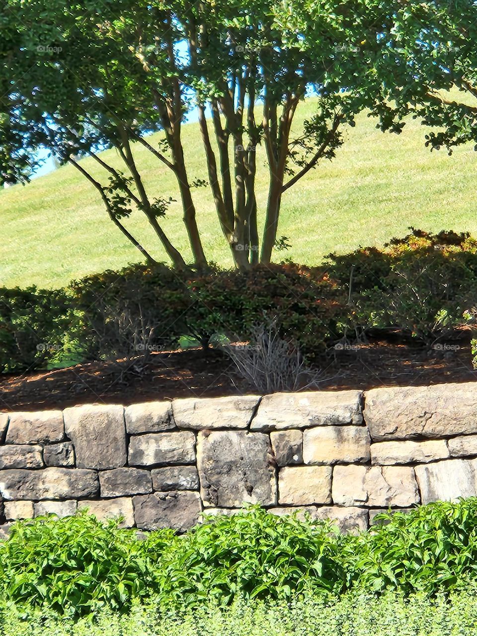 view from the road of trees, grass, and stone wall in Oregon suburbs