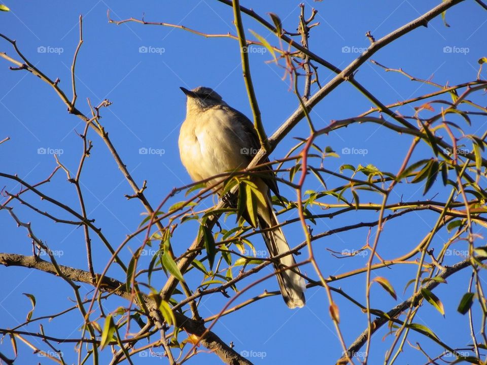 Bird in a Tree