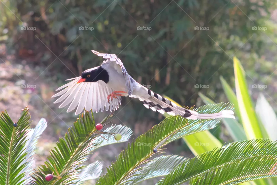flying bird