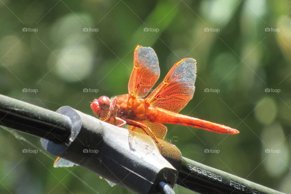 Red dragonfly