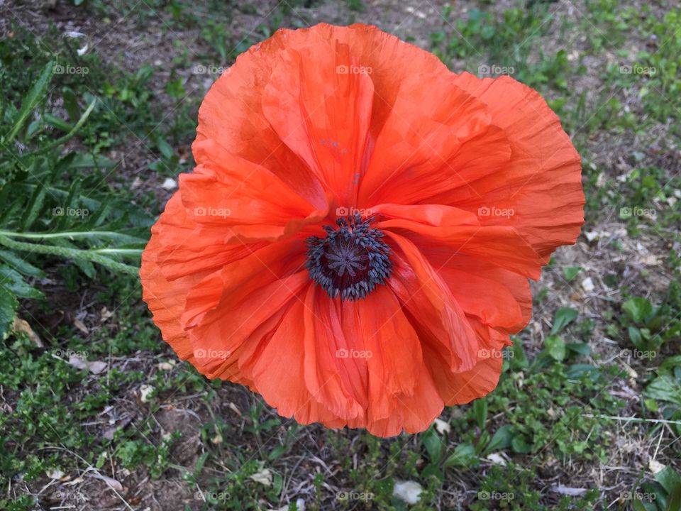 Red poppy 