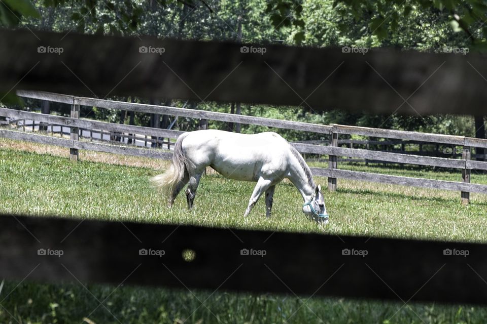 Horse grazing in field