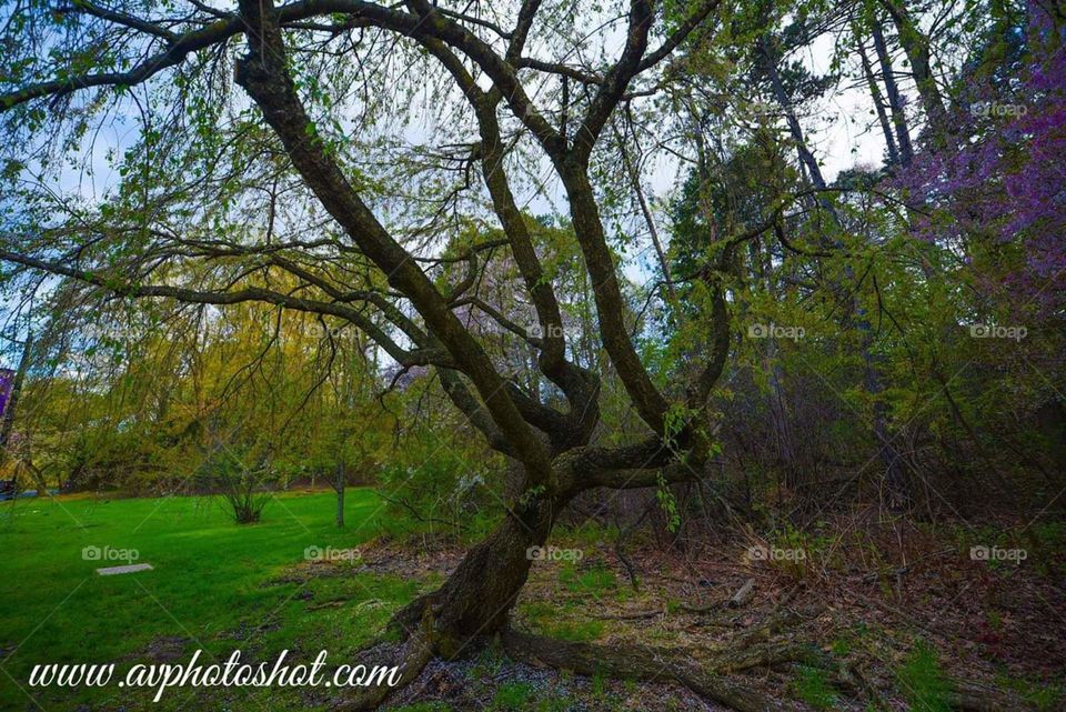 Wood, Nature, Tree, No Person, Leaf