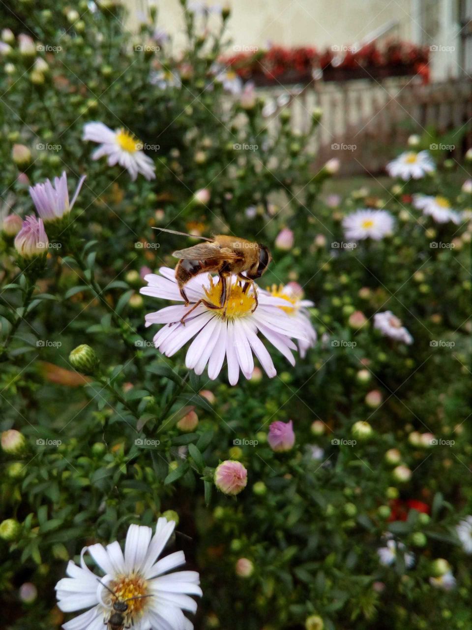 Bee on the flower