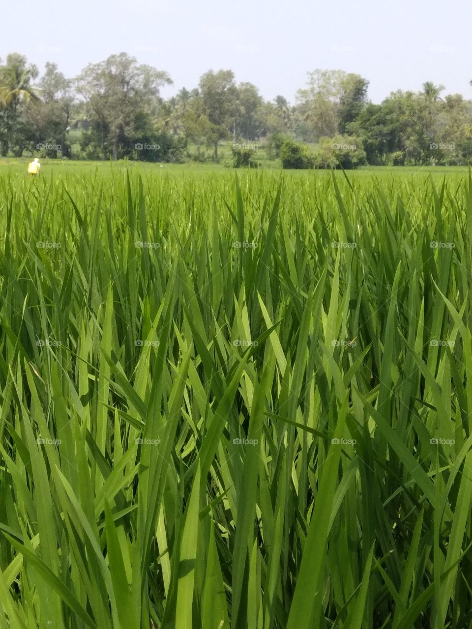 paddy fields