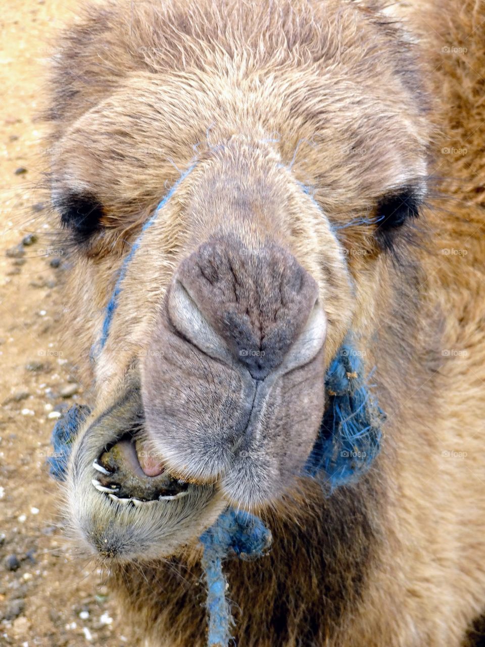Camel in Morocco 