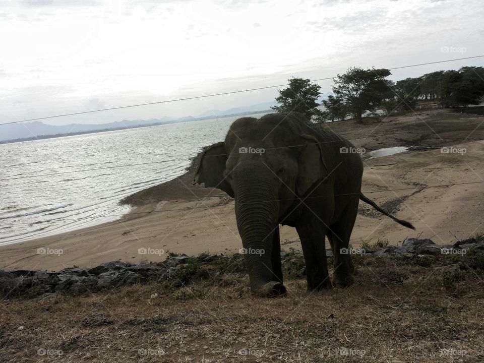 Wild Elephant near the main road swimming the lake, looking for food... Udawalava national park Sri Lanka.