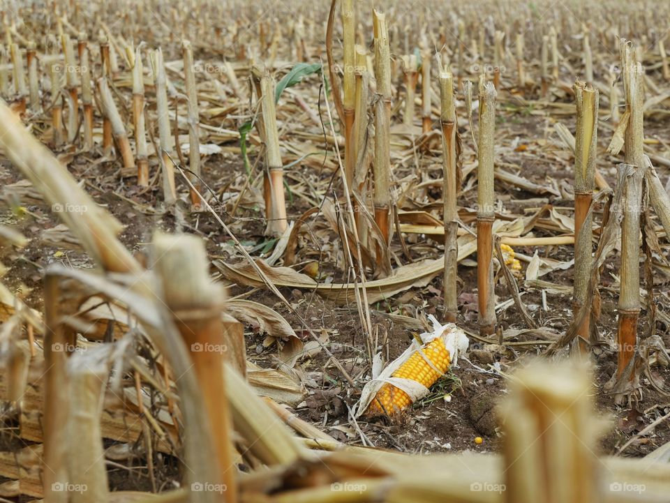 Cob of corn on harvested cornfield