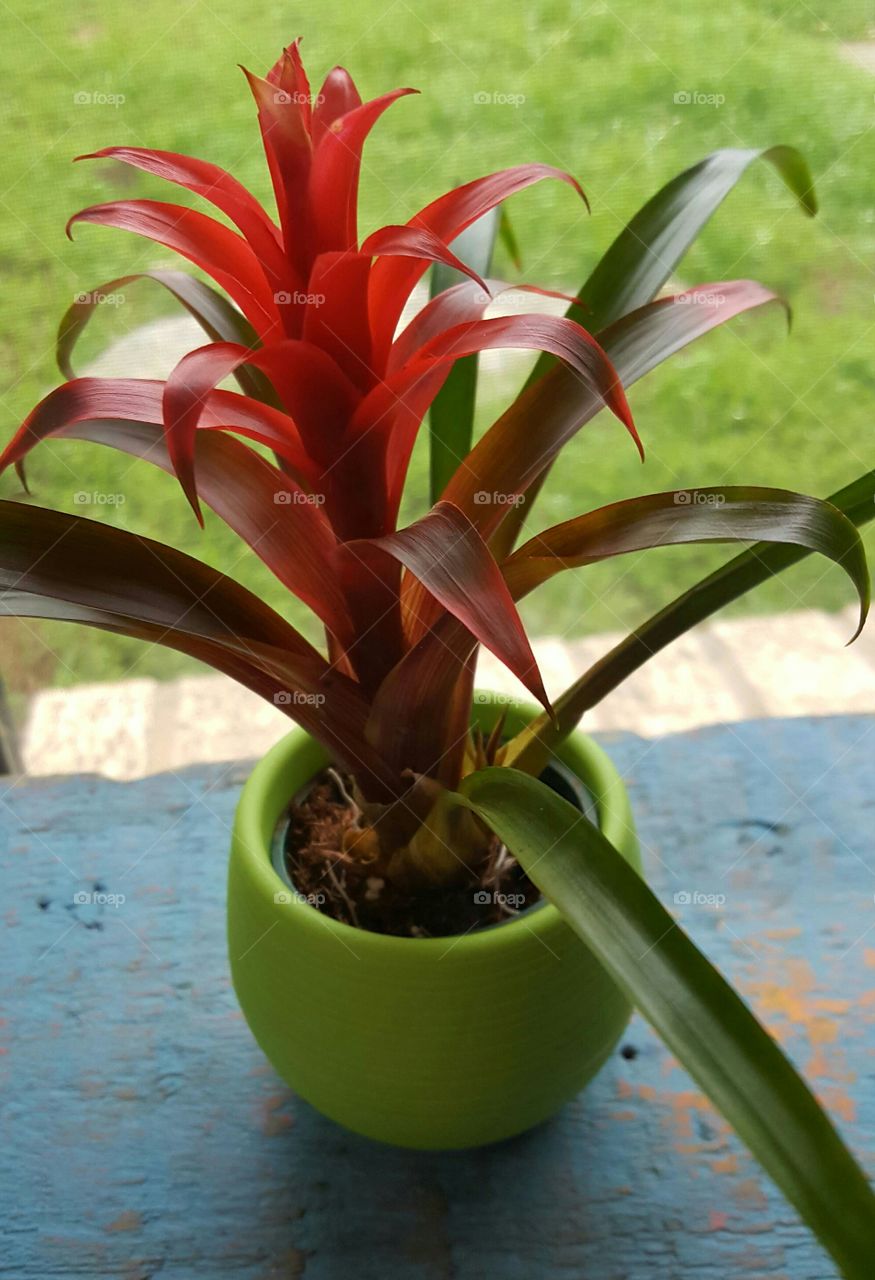 bromeliad plant