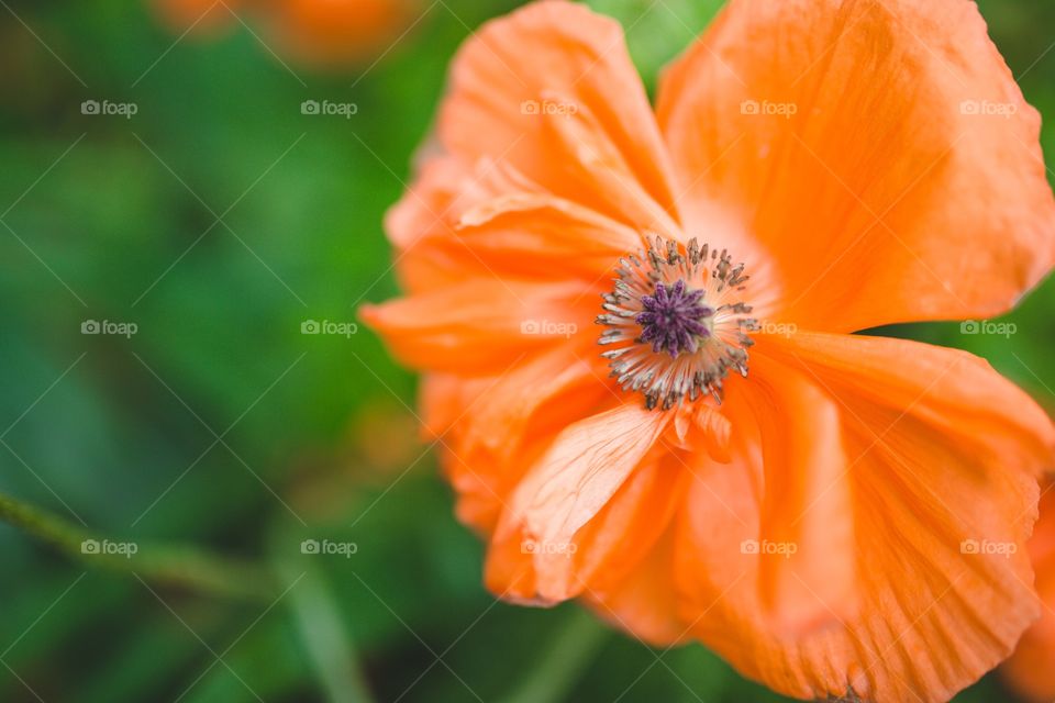 Poppy 