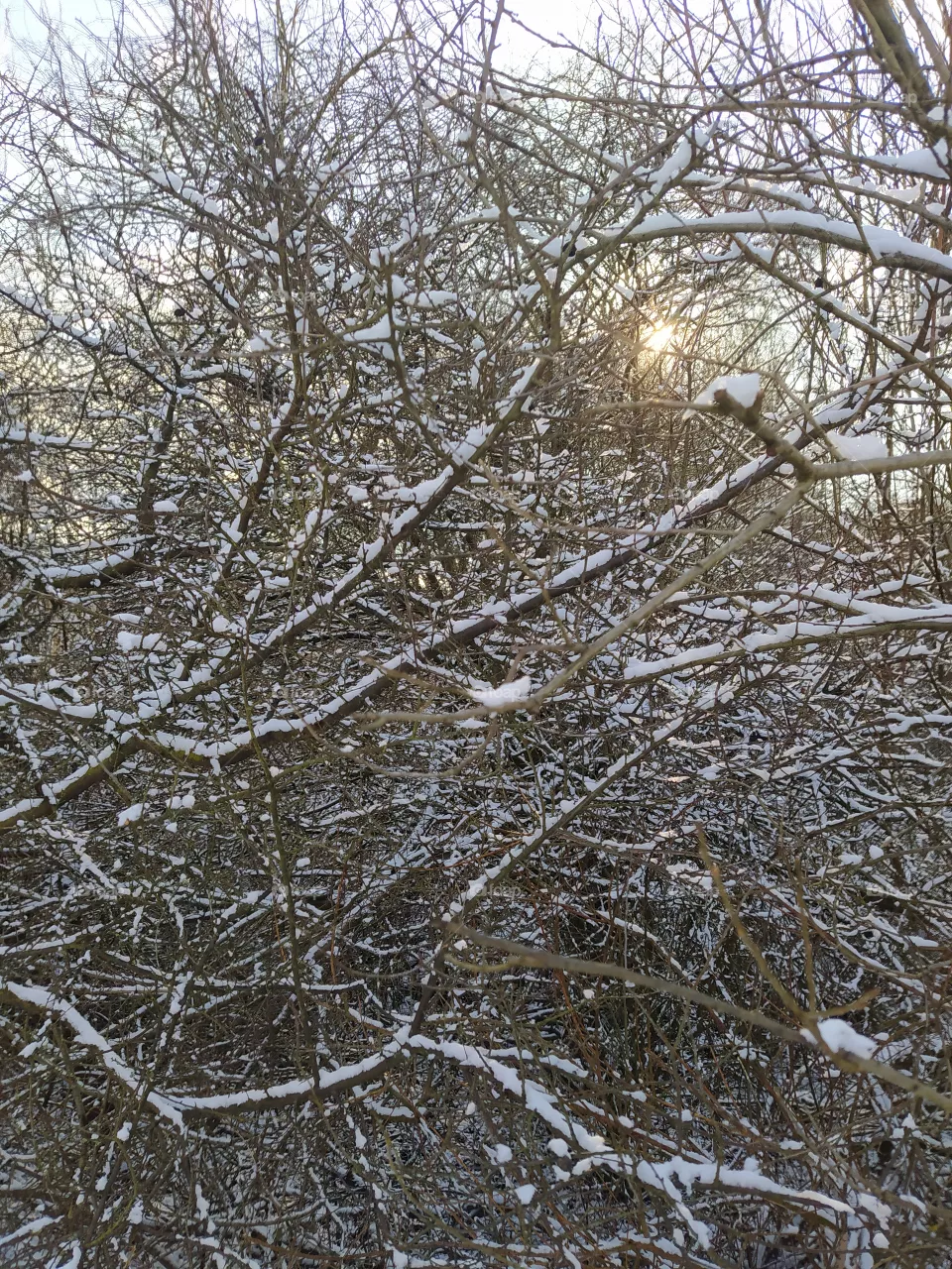 Winter