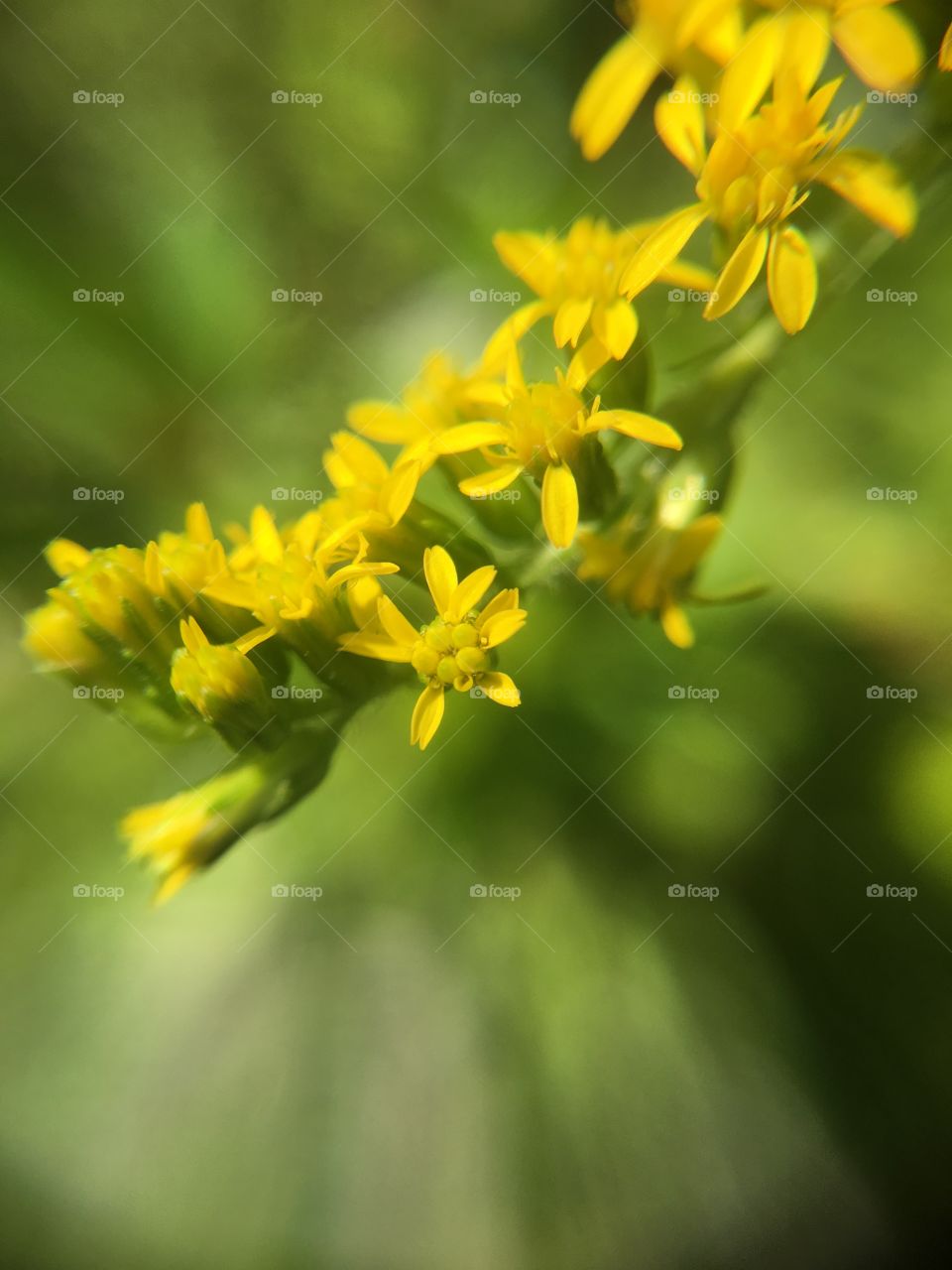 Goldenrod