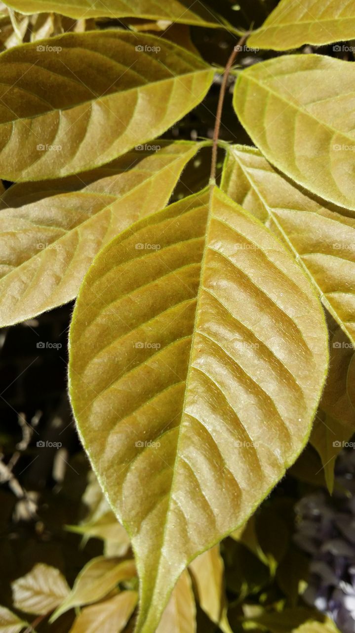 leaf