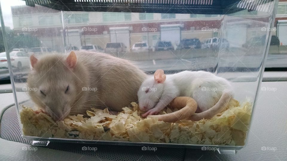 sleeping rats. too cute