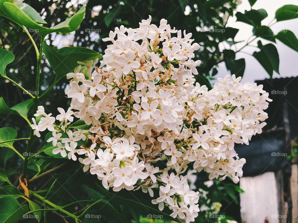 Spring flowers 