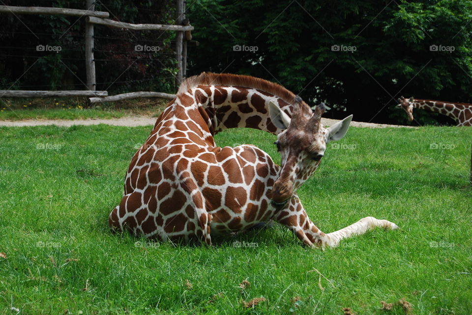 Giraffe in Zoo Blijdorp, Rotterdam
