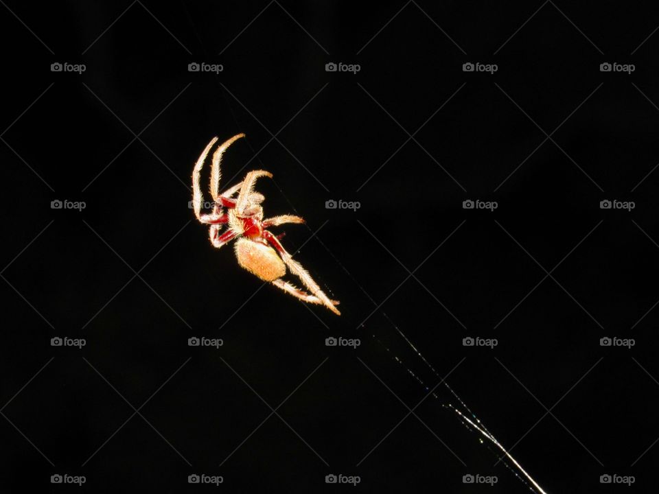 A garden spider I almost walked into spotlighting at night at JCU in Townsville, QLD.