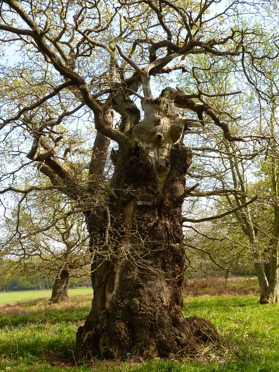 spring tree england oak by lizajones
