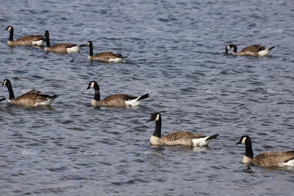 Geese swimming 