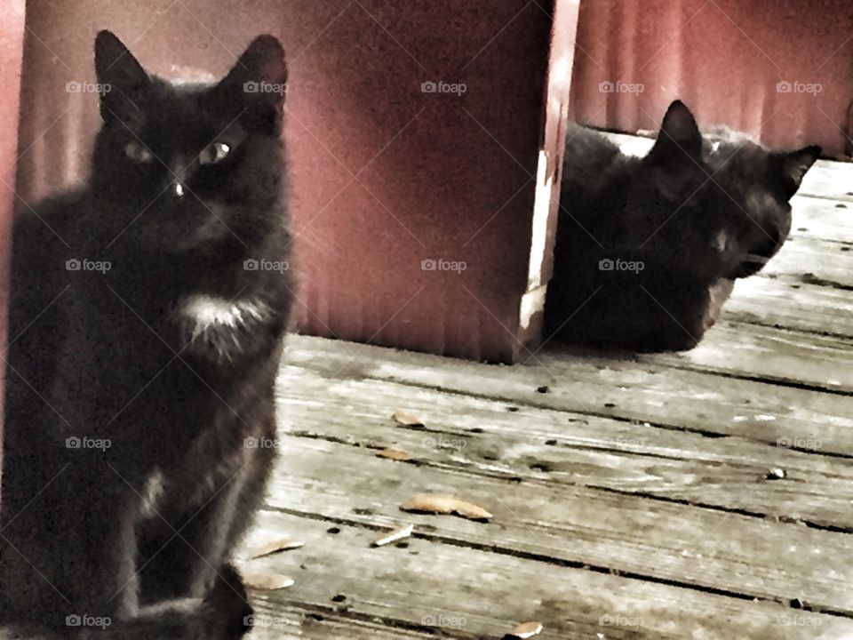 Stray cats waiting for some food