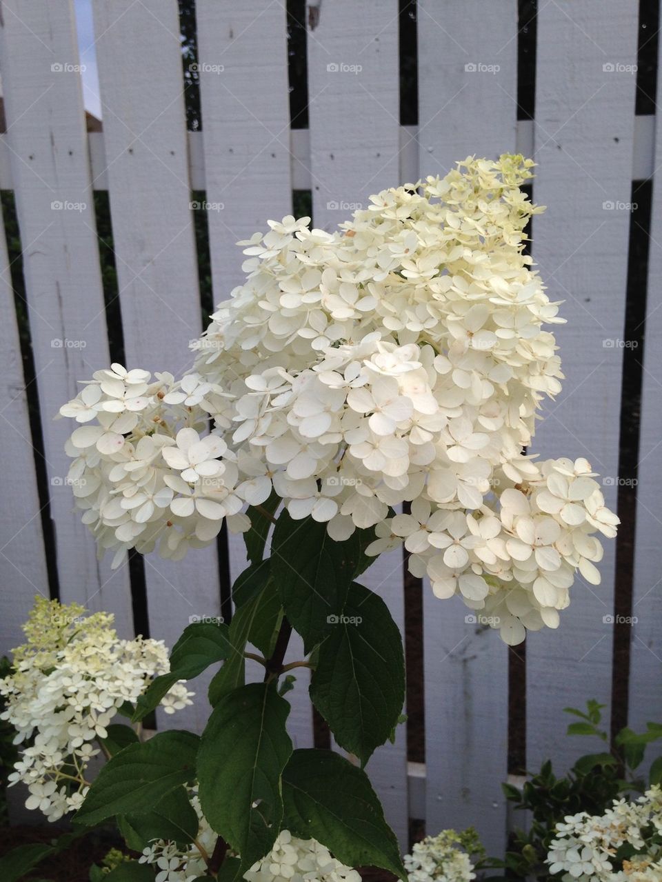 White flowers in garden